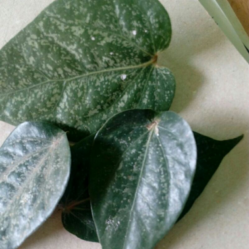 

Daun sireh merah