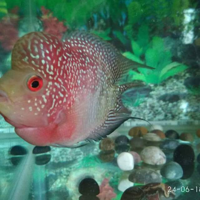 Ikan Louhan/lohan SRD ori Thailand short body uk 12 cm