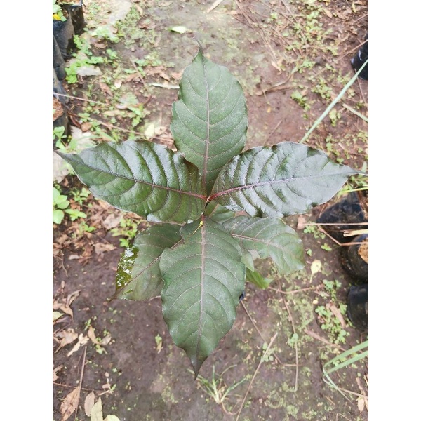 Jual Tanaman Herbal Handeuleum Handelem Daun Ungu Graptophyllum