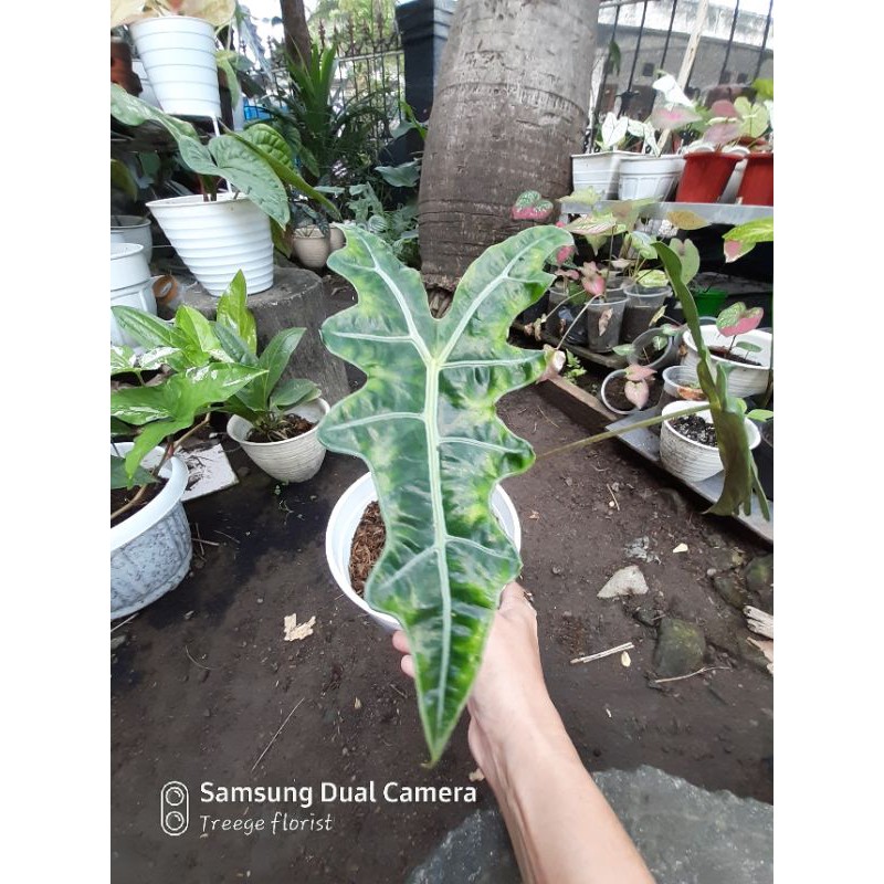 alocasia sanderiana Nobilis