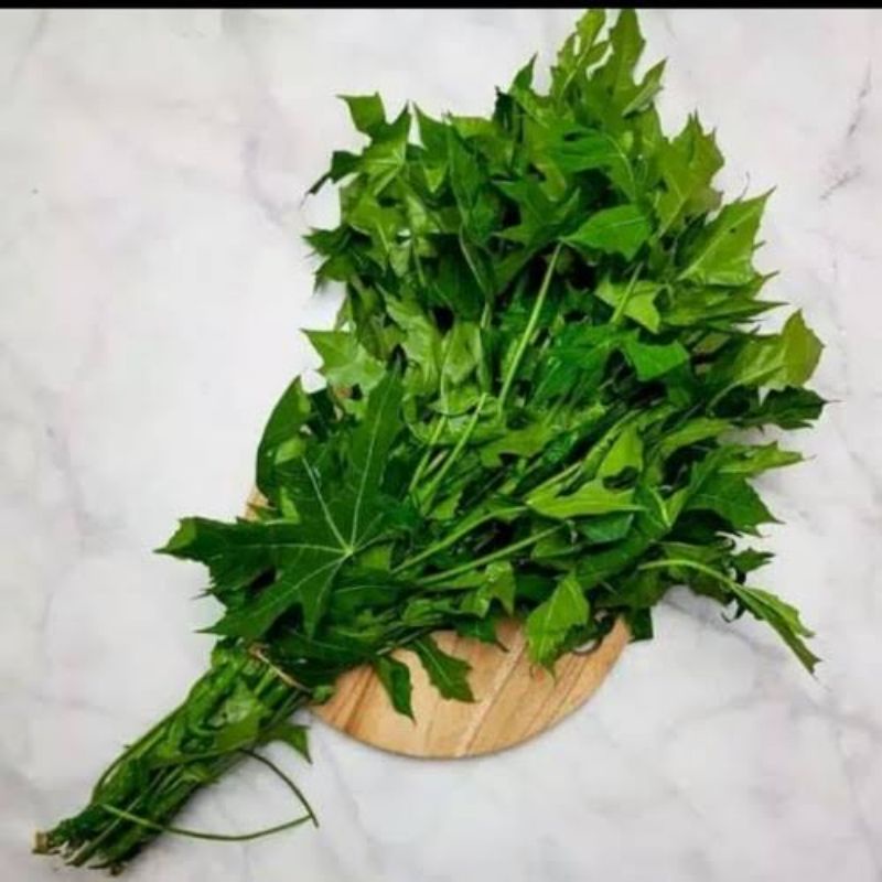 

Daun Pepaya Jepang || Daun Pepaya Manis