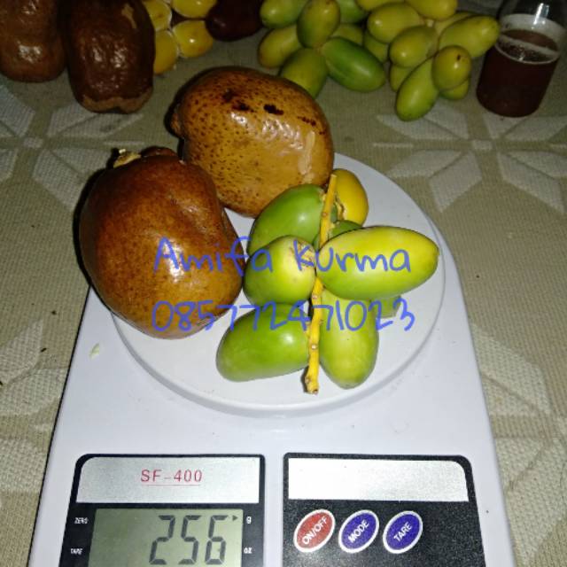 

Paket Promil Zuriat & Kurma Muda