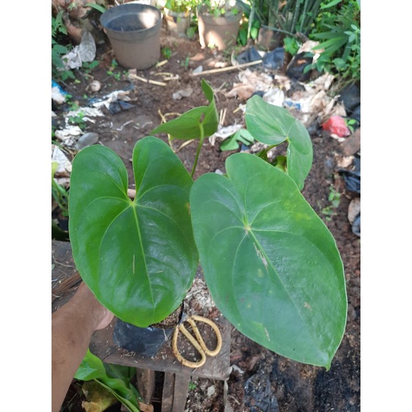 TANAMAN ANTHURIUM MICKEY MOUSE DAUN BESAR