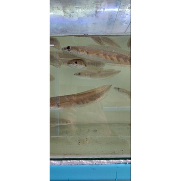 Green Marulius SP Seruyan 20-25 cm