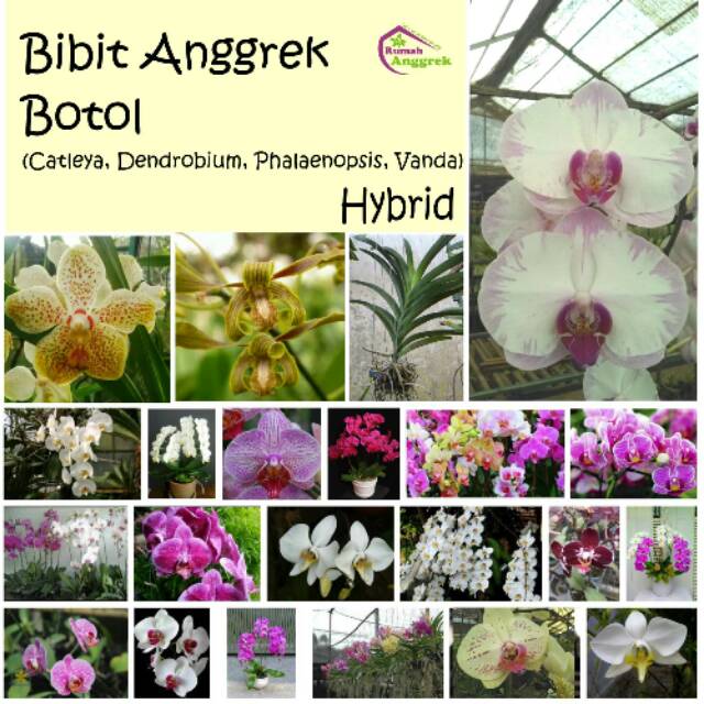 Bibit Botol Anggrek Bulan Cattleya Dendrobium Phalaenopsis Vanda Hybrid Hibrida Paktani