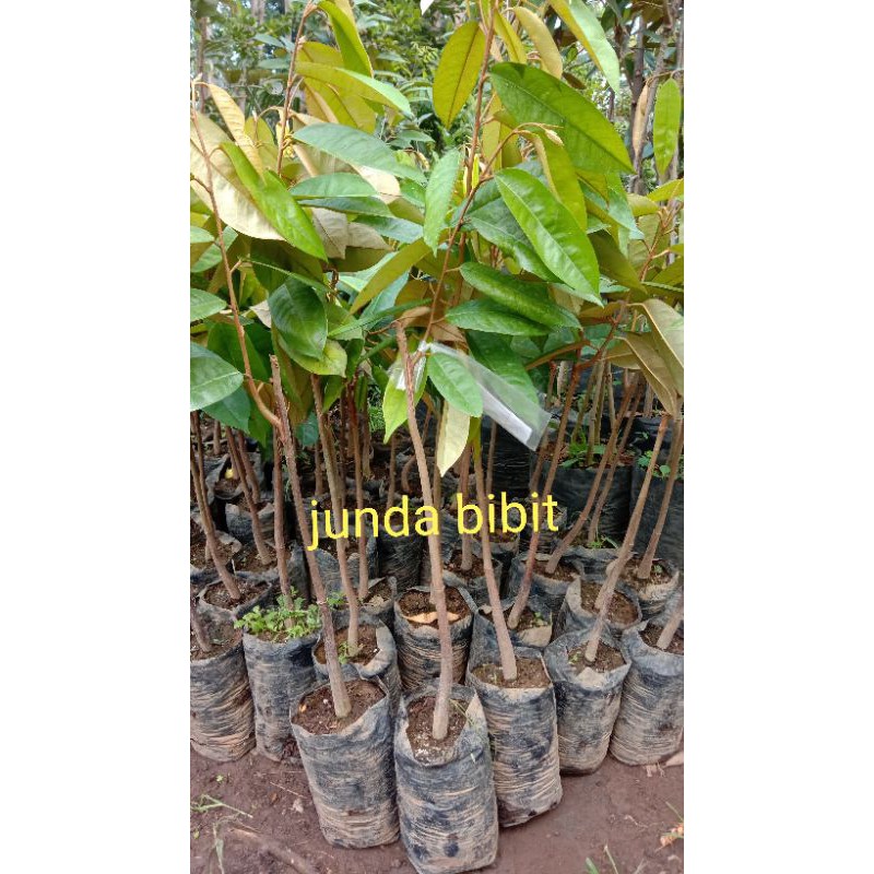 

MURAH!! Bibit Buah Durian Merah Okulasi (UNGGUL)