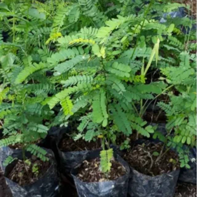 Bibit pohon saga - Pohon saga