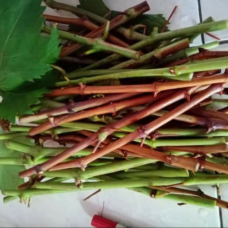 ENTRES ANGGUR TALDUN