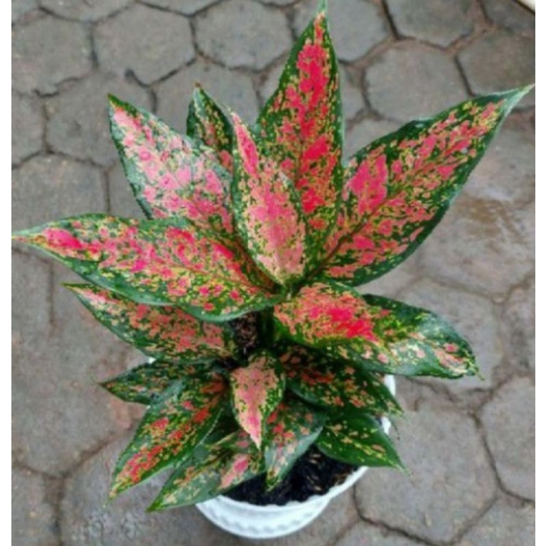 AGLONEMA RUBY GARUDA LOKAL/RUBY BATIK