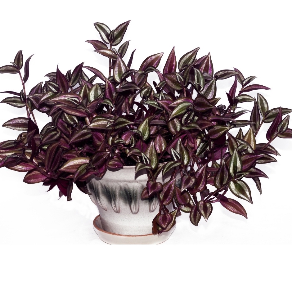 Tanaman hias tradescantia zebrina pendula - gewor ungu | Jenis tanaman hias yang cocok di gantung da