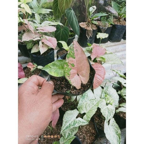 syngonium pink flacked