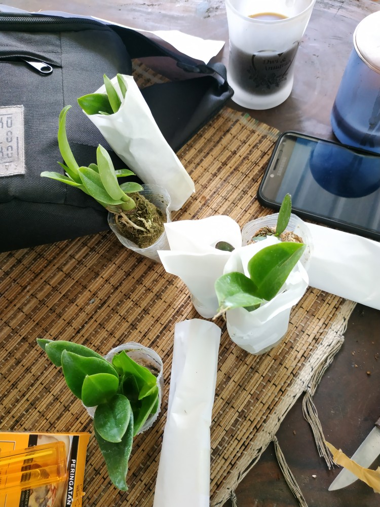 Bibit Anggrek Dendro - Dendrobium Seedling Hybrid