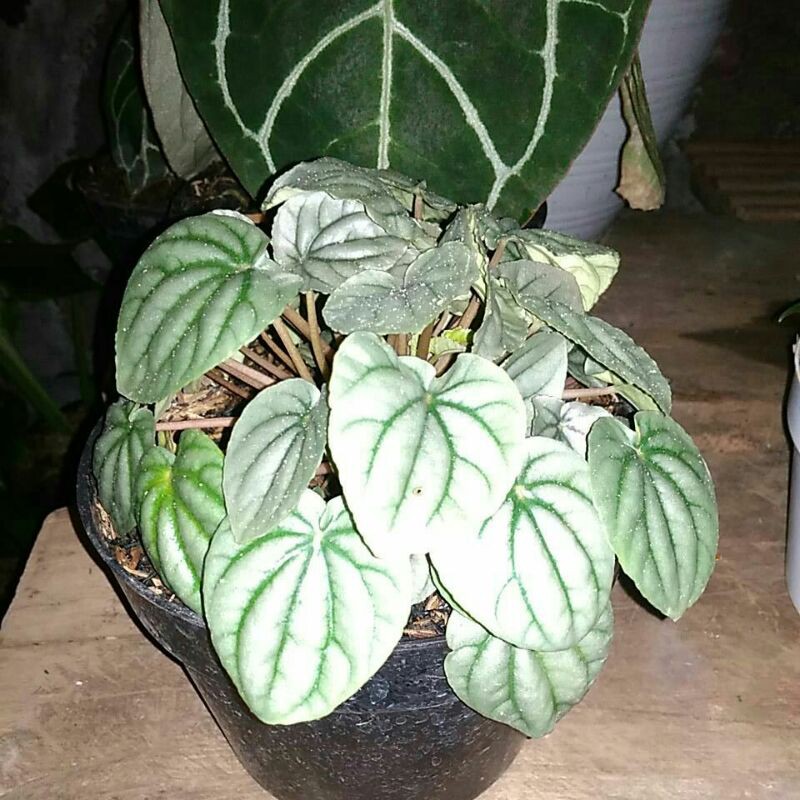 Turun harga Tanaman Hias Peperomia Silver | Peperomia caperata silver | Peperomia