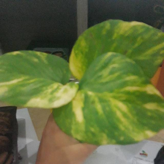 asihwahyuni84