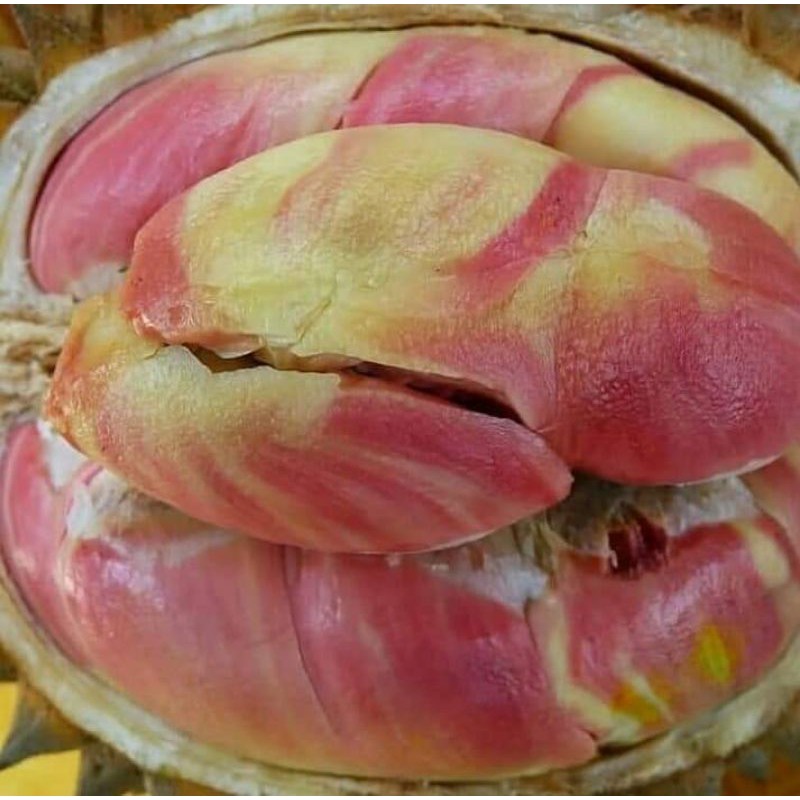 bibit durian pelangi paket 6 bibit