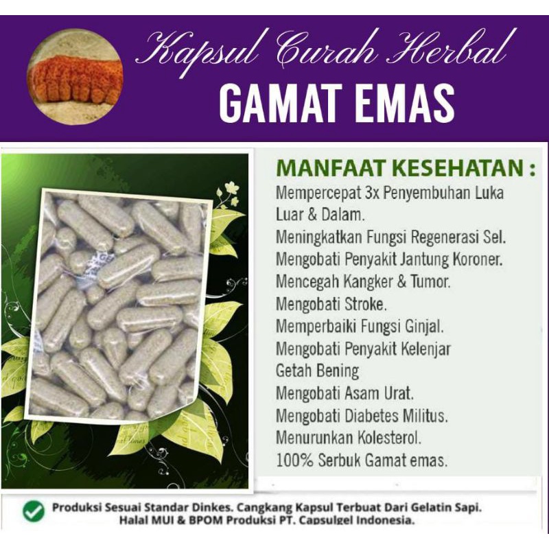 kapsul gamat emas/serbuk gamat isi 100 pcs