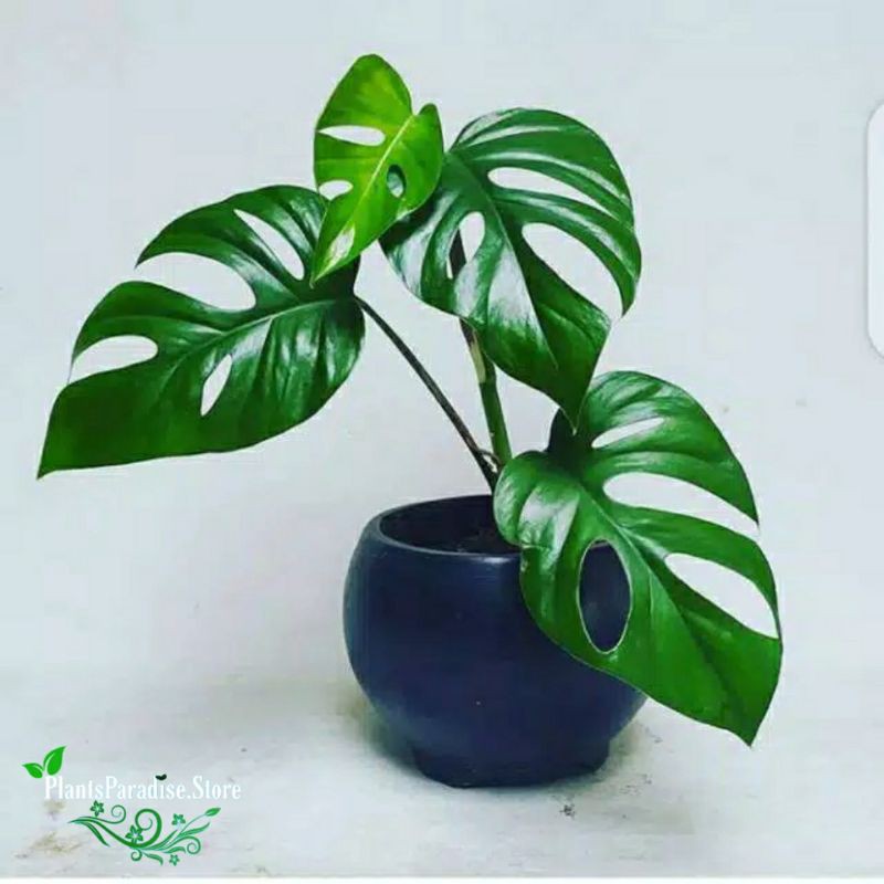 Tanaman hias Monstera Raphidopora - Monstera Raphidopora pertusa