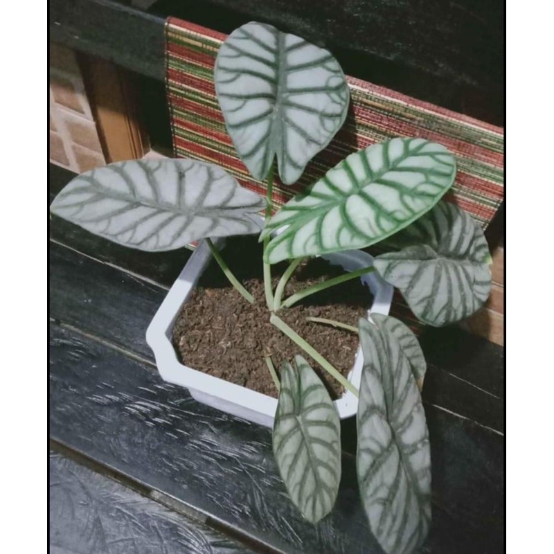 Bunga Keladi Tengkorak