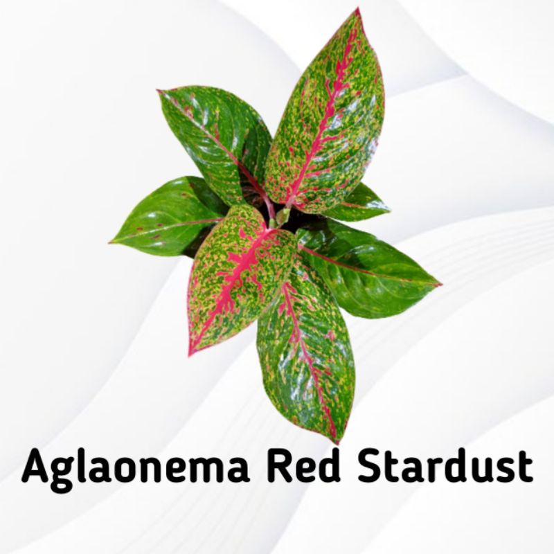 Aglaonema Red Stardust