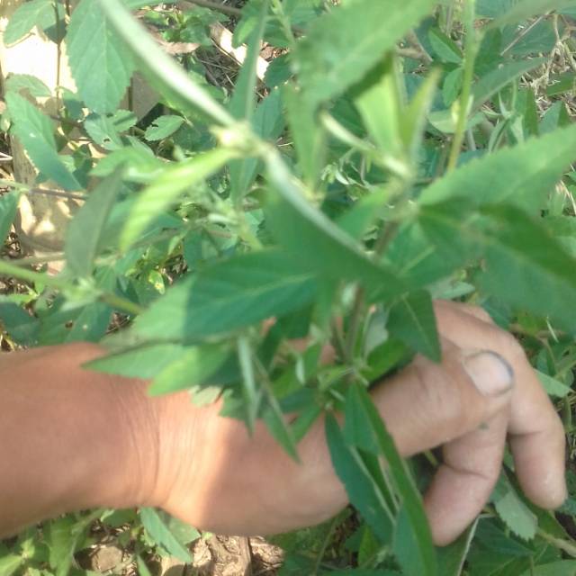 

daun sidaguri segar 1 kg