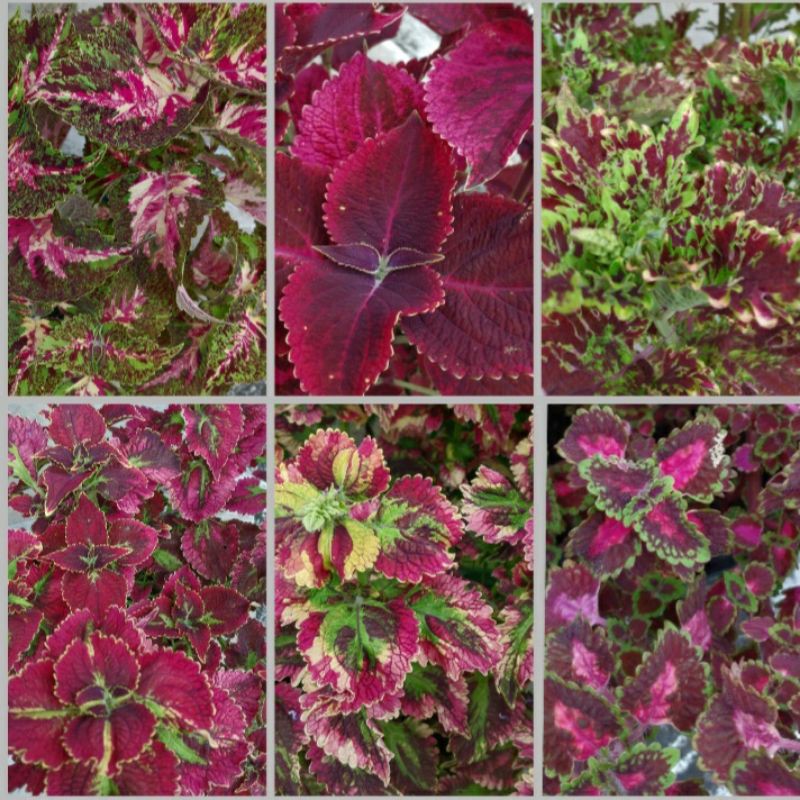 stek miana/iler/coleus/jawer kotok