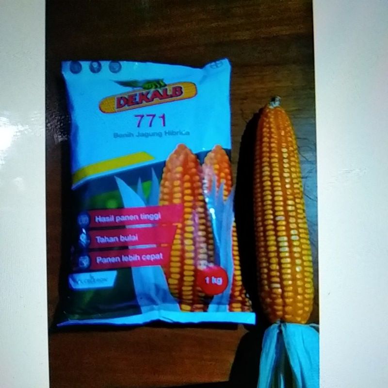 Bibit jagung Dekalb DK 771