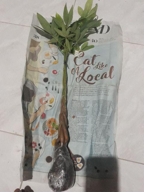 Tanaman Pachira / Money Tree / Pohon Uang