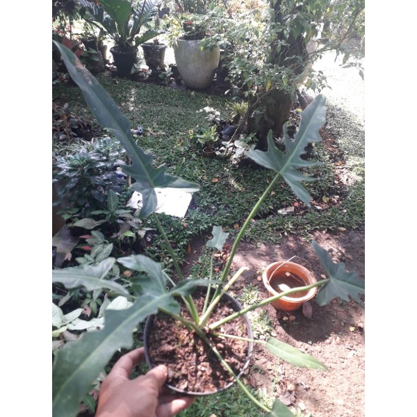 Tanaman hias philodendron LONGILOBATUM mature