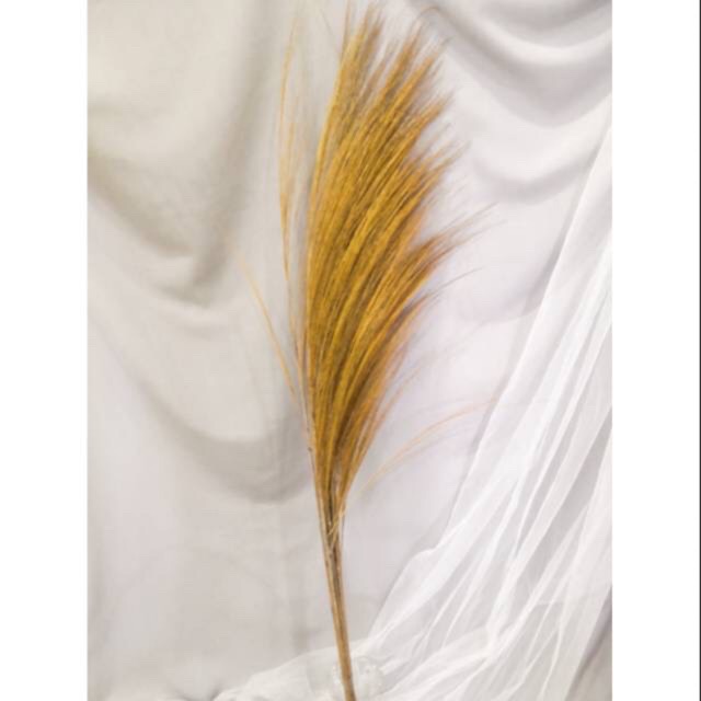 Dried Flower / Pampas Tanpa Bulu / Dekorasi / Pamas Murah / Toko Pampas Lokal / Pampas Lokal Grass