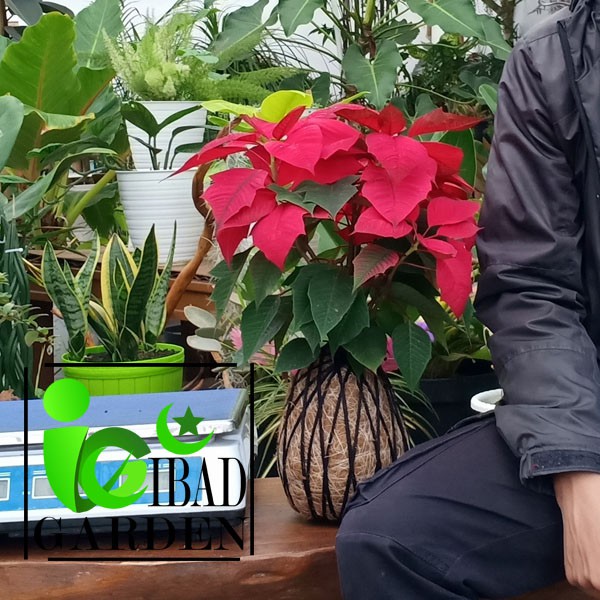 KOKEDAMA bunga KASTUBA daun MERAH