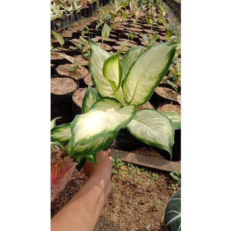 Tanaman Aglonema Tisu/Diven tisu