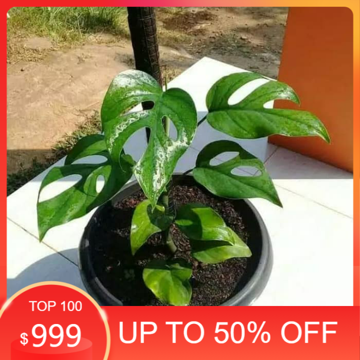 Tanaman hias monstera rhapidopora / monstera rhapidopora