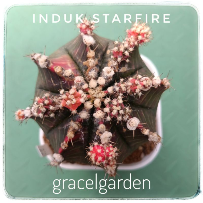 Induk Kaktus Gymnocalycium Mihanovichii Starfire Milo Gymno Murah