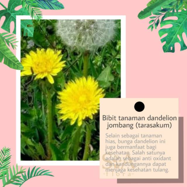 Bibit Bunga Dandelion Jombang Tarasakum Shopee Indonesia