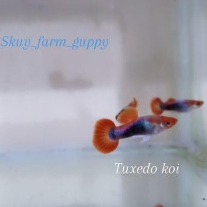 ikan hias Guppy tuxedo koy Guppy tuxedo koi