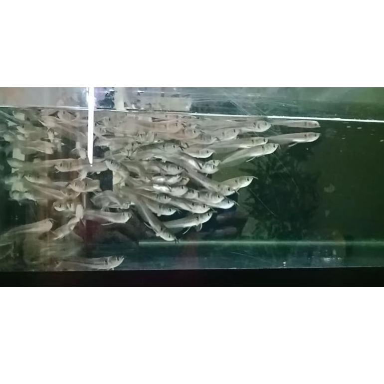 【NEW】 Arwana silver 7-8cm silver arowana arwana silver red serat merah terlaris termurah ♥