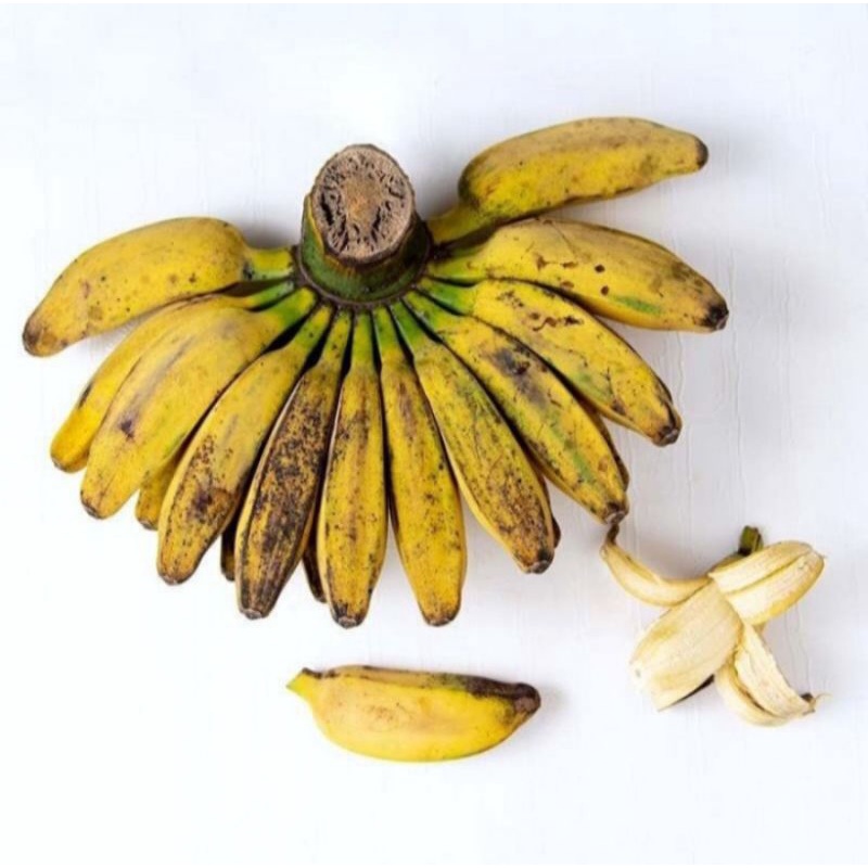 

Pisang Kepok Kuning Super Persisir