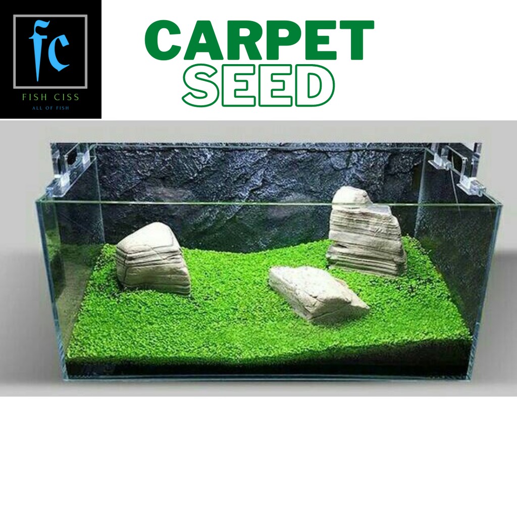 Carpet Seed -  Bibit Benih Tanaman Air / Aquascape / Aquarium bibit aquascape tanaman aquascape rump