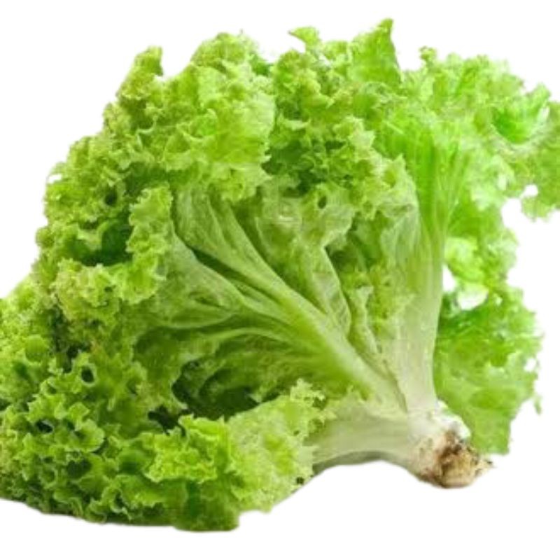 BENIH SAYURAN BIBIT SELADA BIBIT SAYUR HYDROPONIK BIBIT SAYURAN BENIH SELADA LETTUCE BENIH SAYUR