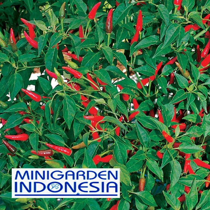 100 Benih Cabai Rawit Bara bibit tanaman sayur sayuran cabe hijau ke merah