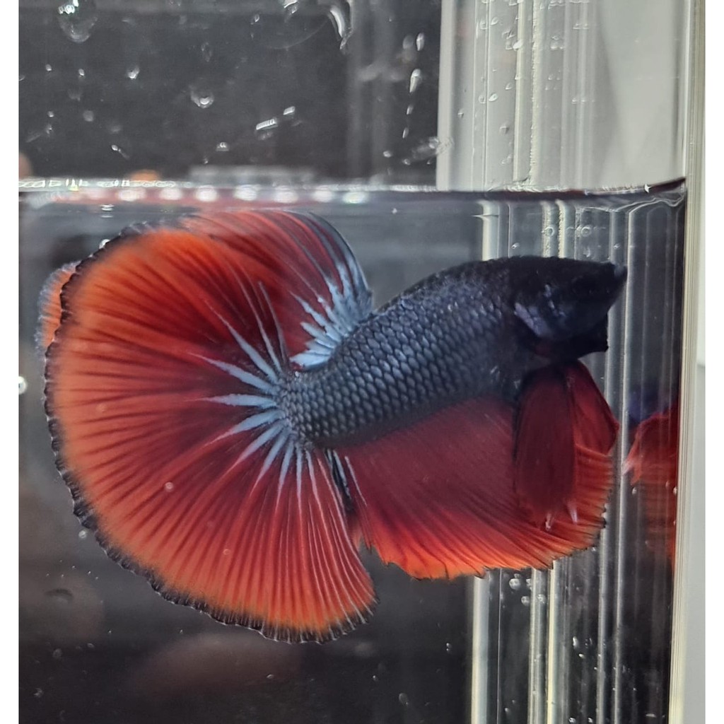 ikan cupang halfmoon jantan male biru steel blue merah foto asli