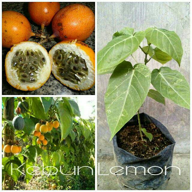 Markisa Manis / Markisa Sweet Granadilla