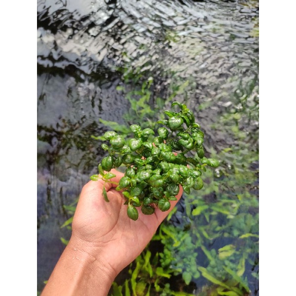 angguran media wabikusa tanaman aquascape