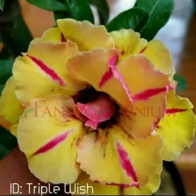 

Bibit kemboja adenium tripele wish