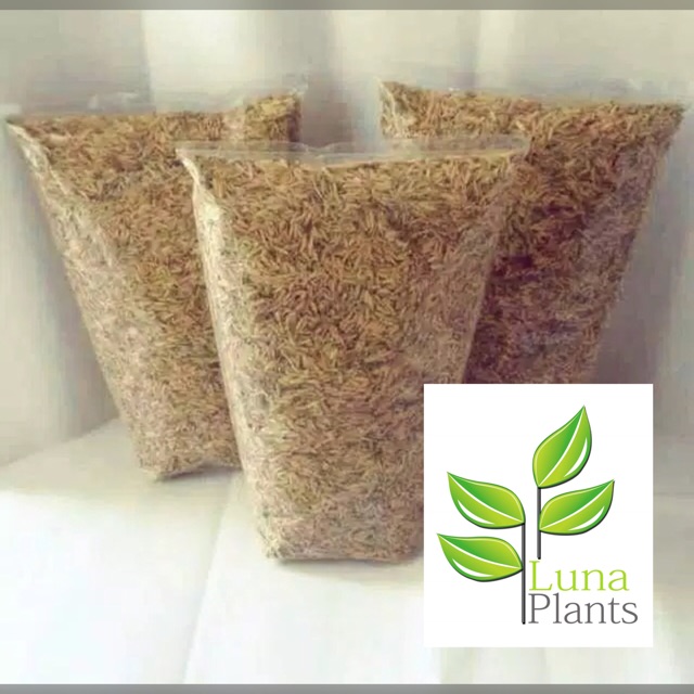 Media tanam sekam padi 500gr / media tanam sekam /media tanam