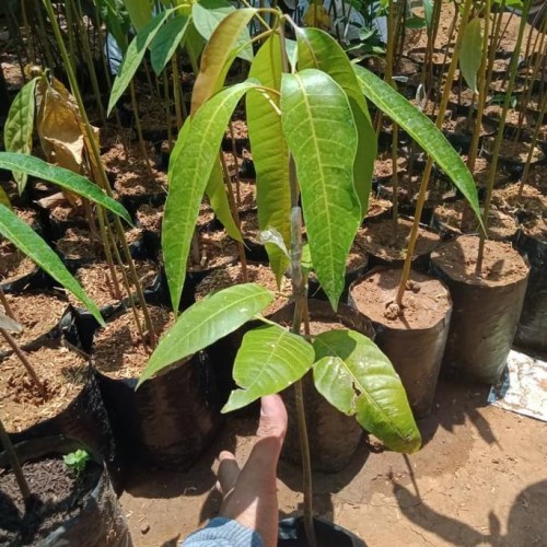 Bibit mangga red ivory okulasi