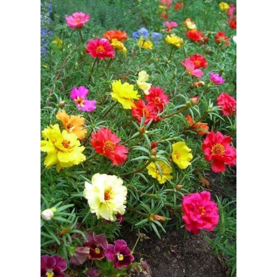 Benih Bunga Hias Mossrose Krokot Sutra Bombay Portulaca