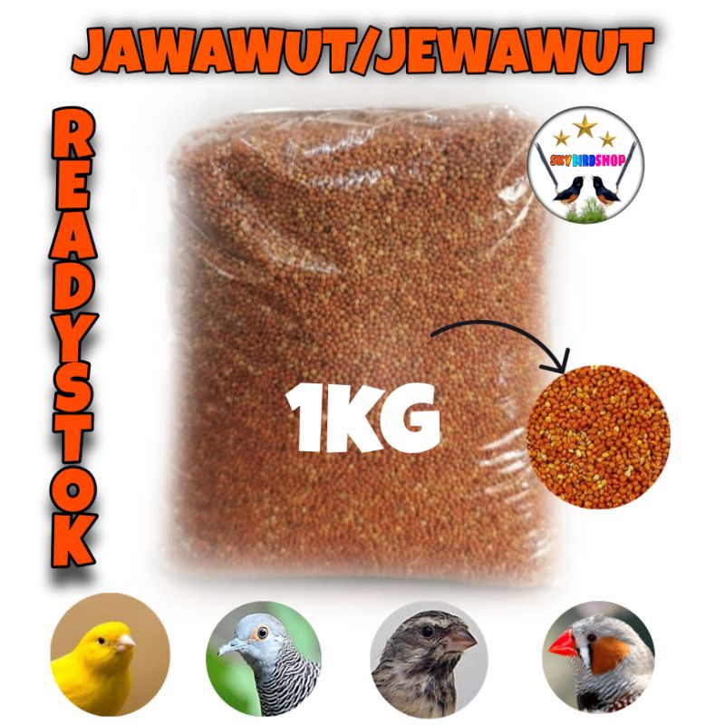 BIJI JEWAWUT 1KG PAKAN MAKANAN BURUNG FINCH BLACKTROUTH SANGER MOZAMBIK DLL