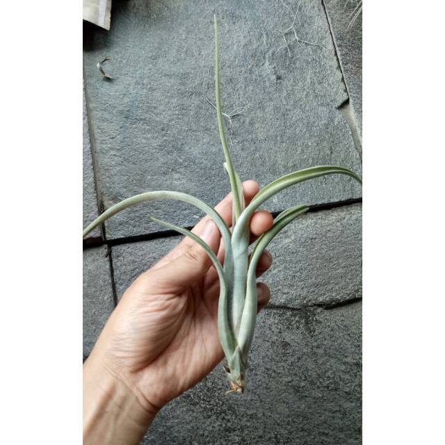 Tillandsia intermedia bagus fresh