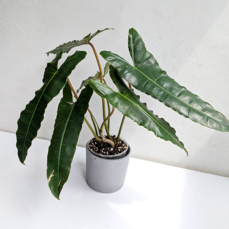 Philodendron Atabapoense / Philo Ataba /Philodendron Billitiae x Atabapoense /Philo Kabel Busi